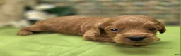 Cavapoo dogs for sale: Grub - Ad 30