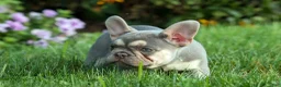 French Bulldog dogs for sale: Stella🌸 - Ad 13