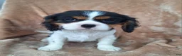 Cavalier King Charles Spaniel dogs for sale: Benji - Ad 4