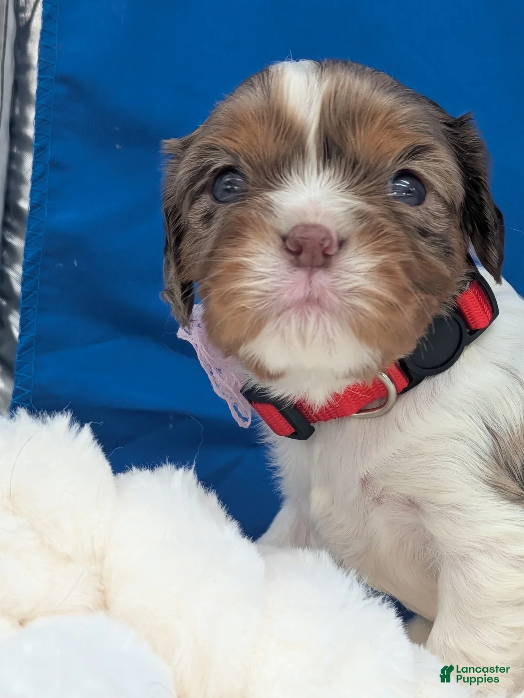 Cavalier King Charles Spaniel dogs for sale: Kahlua  - Ad 1