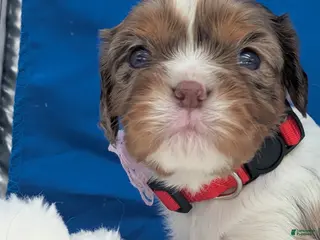 Cavalier King Charles Spaniel dogs for sale: Kahlua - Ad 1