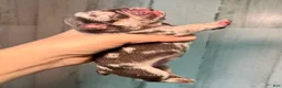 French Bulldog dogs for sale: Midnight Groove’s So Anxious-Merle - Ad 2