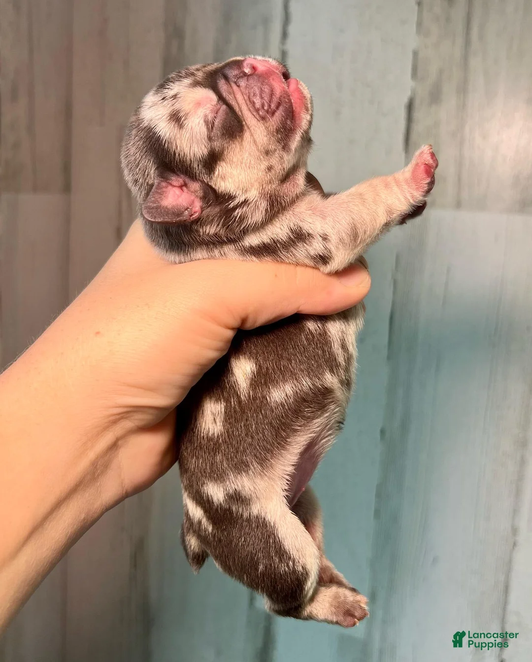 French Bulldog dogs for sale: Midnight Groove’s So Anxious-Merle - Ad 2