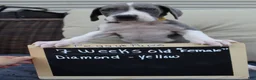 Great Dane dogs for sale: Diamond - Ad 2