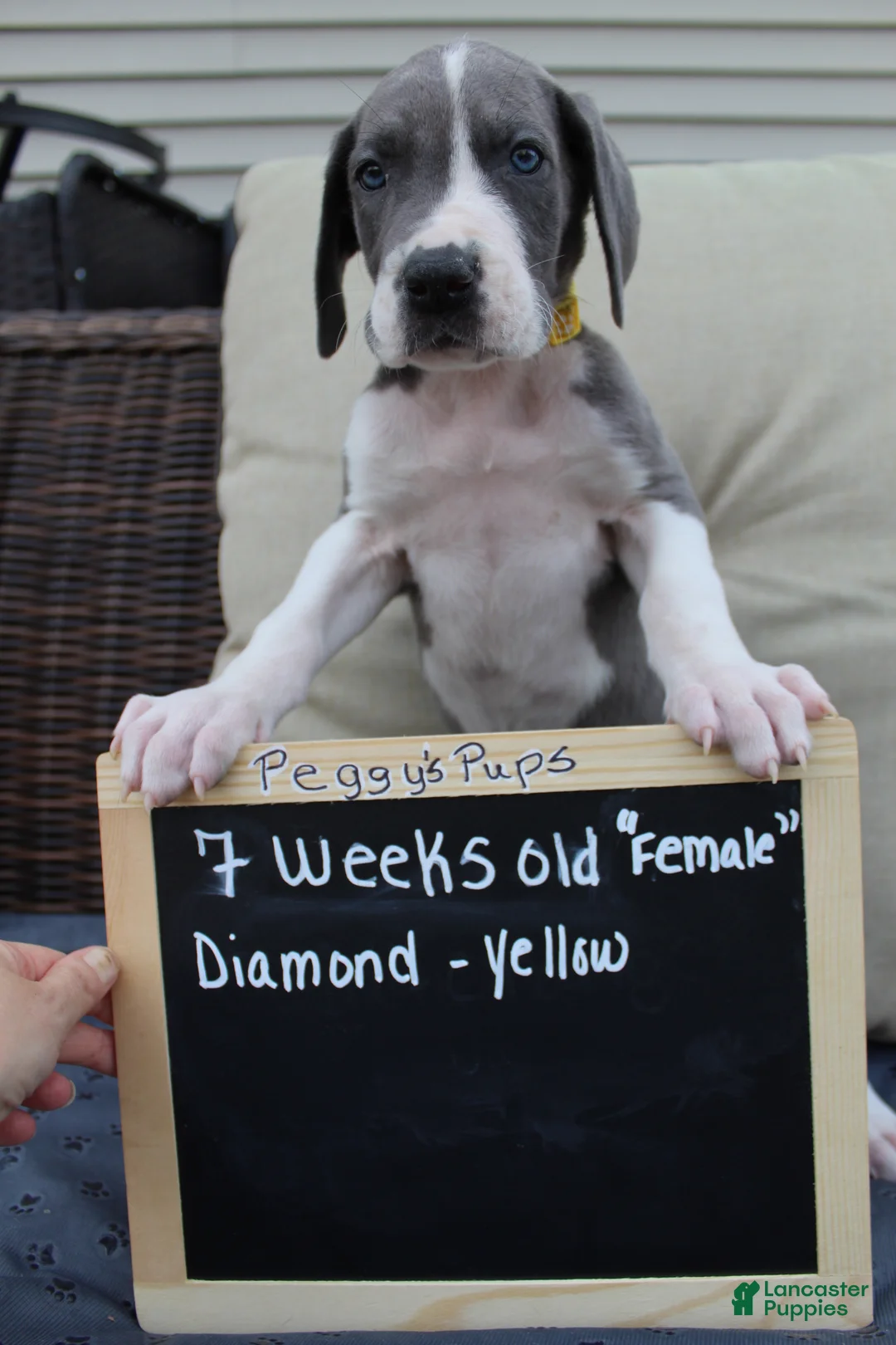 Great Dane dogs for sale: Diamond - Ad 2