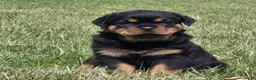 Rottweiler dogs for sale: Mr Big Bro - Ad 8
