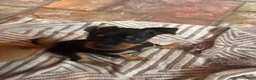 Miniature Pinscher dogs for sale: Miniature Pinscher 3 - Ad 1