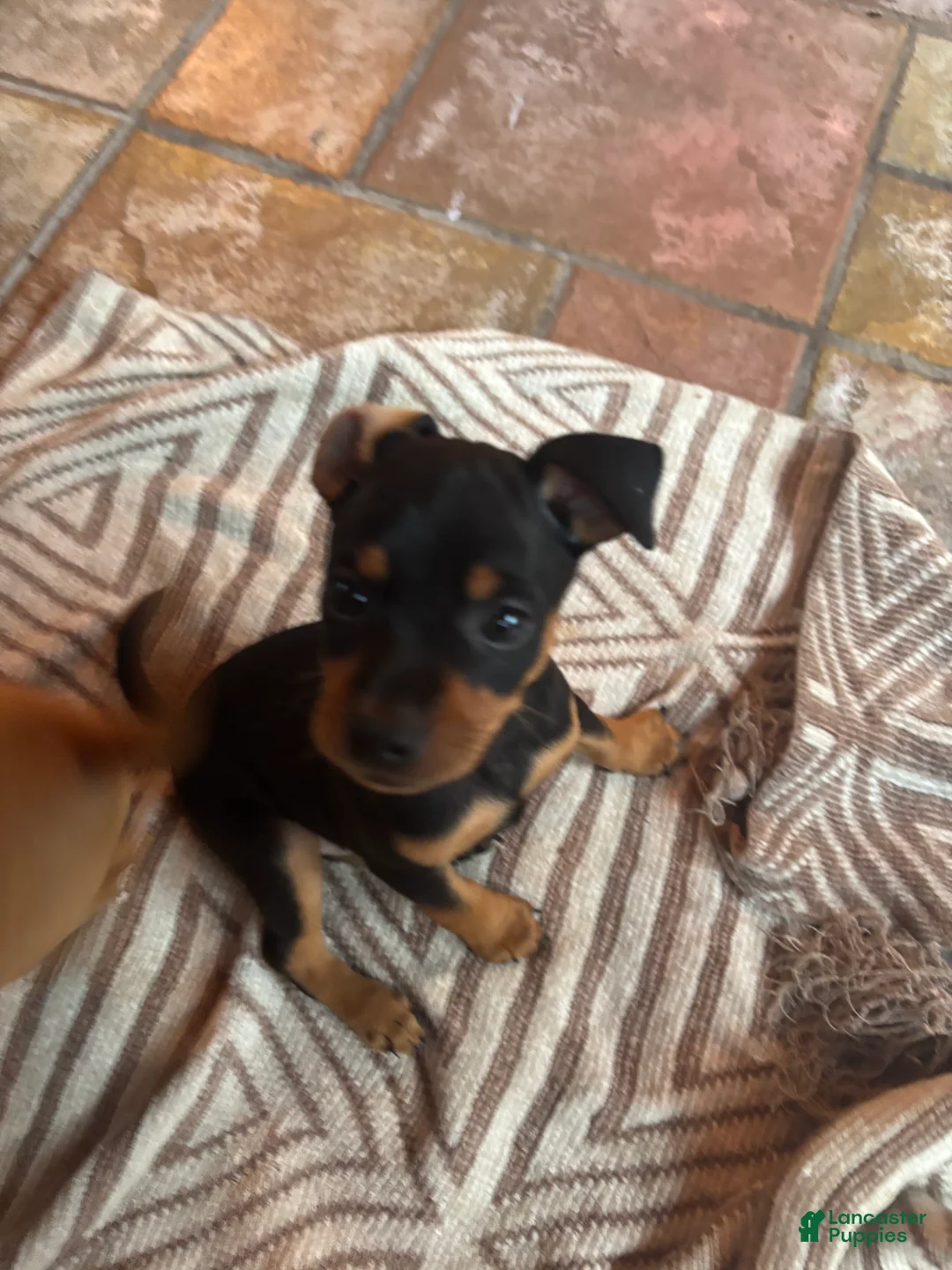 Miniature Pinscher dogs for sale: Miniature Pinscher 3 - Ad 1
