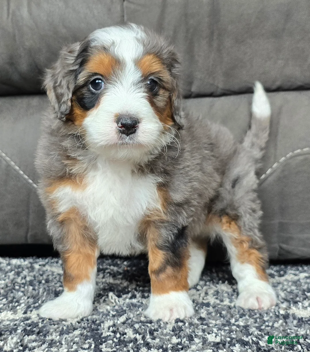 Mini Bernedoodle dogs for sale: Mini Alfie - Ad 19