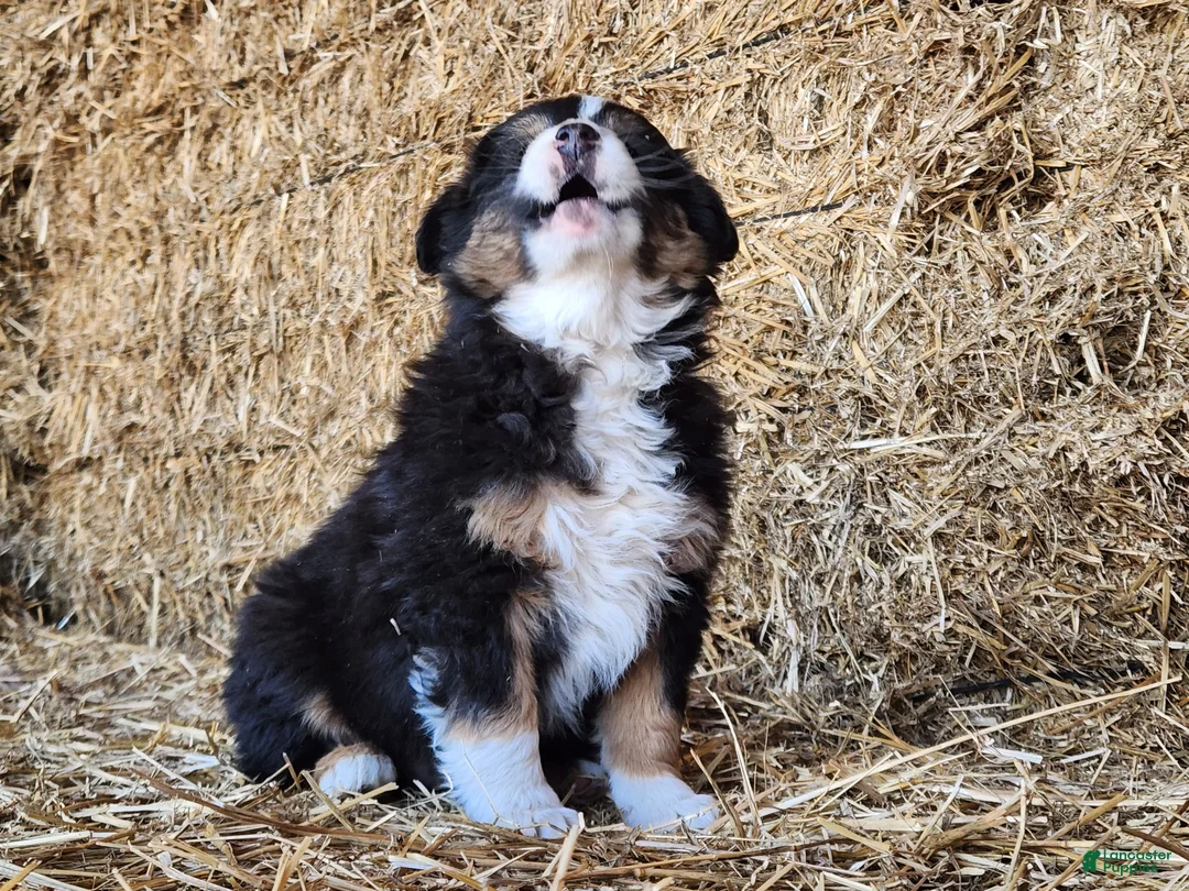 Mixed Breed dogs for sale: Sitka - Ad 2