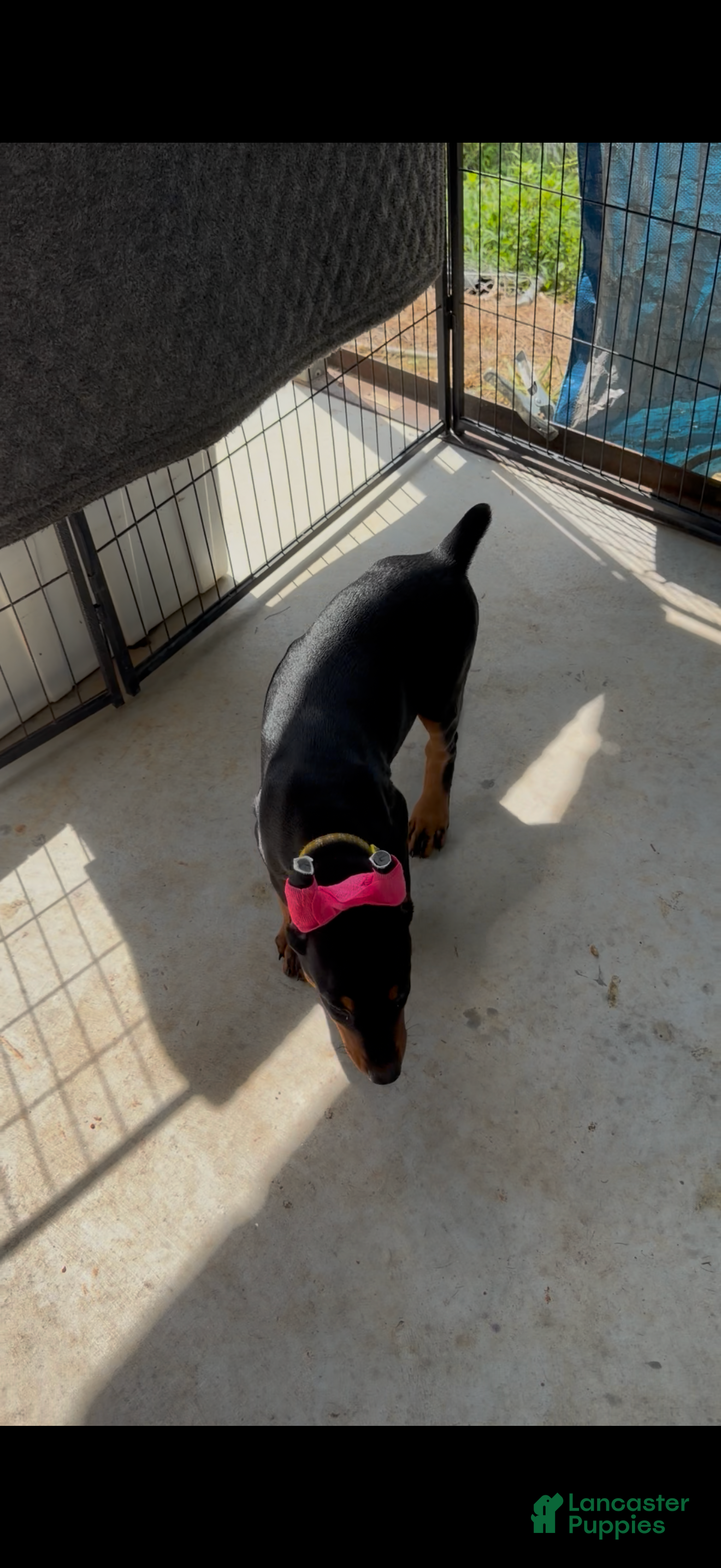 Doberman Pinscher dogs for sale: Black female yellow collar  - Ad 1
