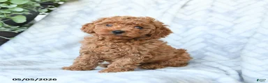 Cookie