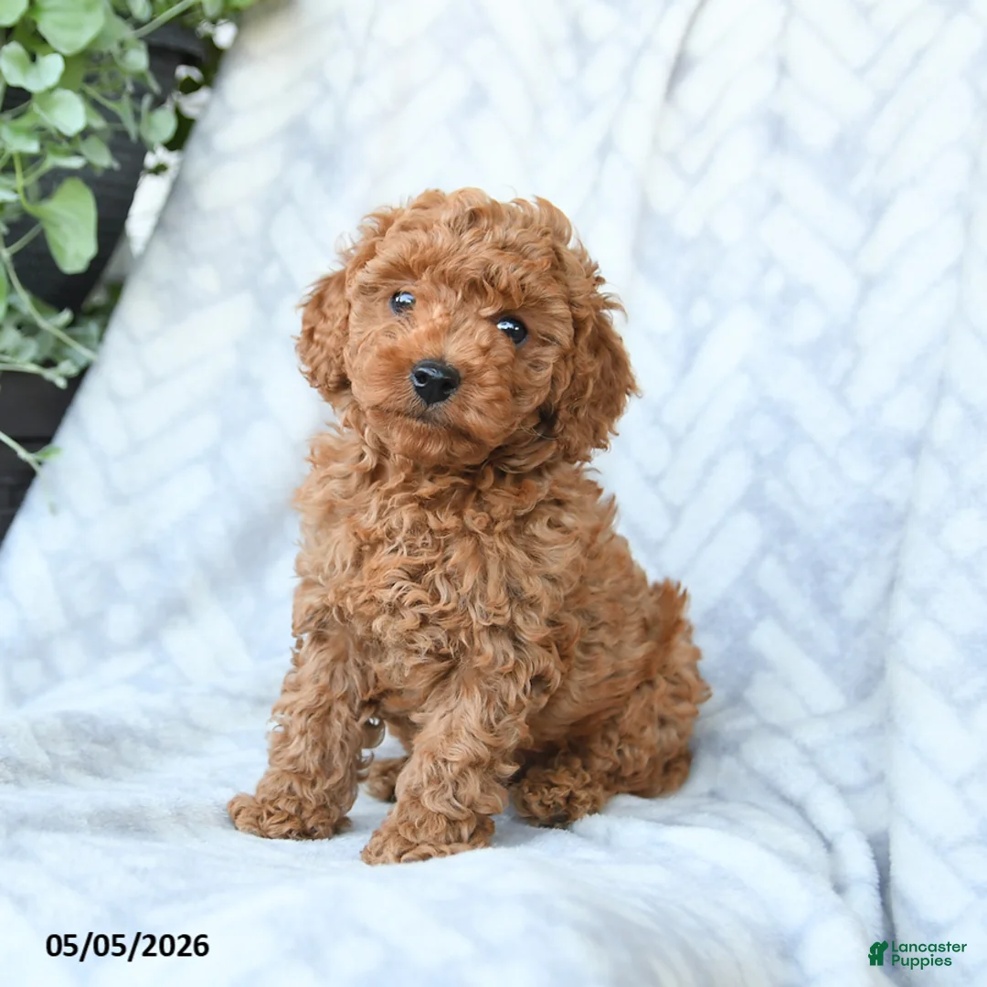 Cavapoo dogs for sale: Cookie - Ad 1