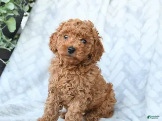 Cavapoo dogs for sale: Cookie - Ad 1