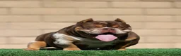 American Bully dogs for sale: Bowser - Ad 2