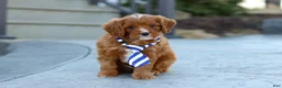 Cavapoo dogs for sale: Mr. Bentley - Ad 12