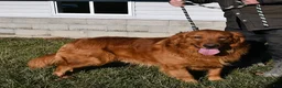 Golden Retriever dogs for sale: Cider - Ad 7