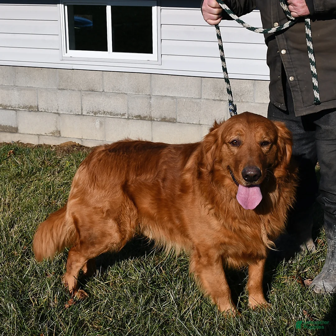 Golden Retriever dogs for sale: Cider - Ad 7