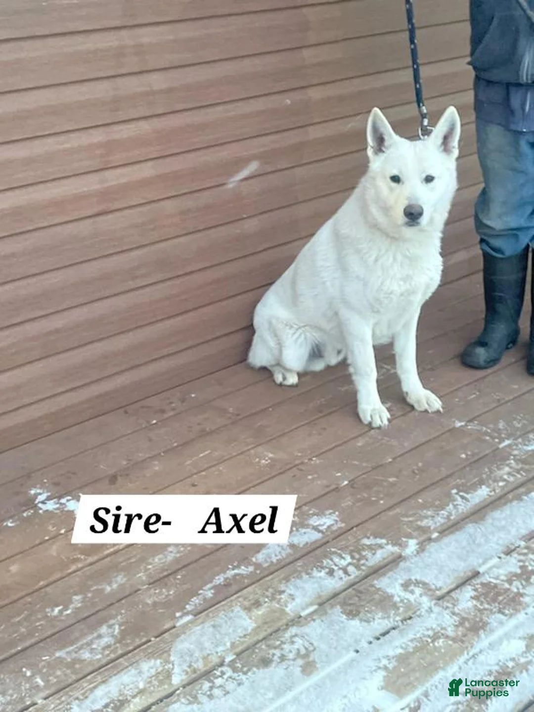 German Shepherd dogs for sale: Honey - Ad 6