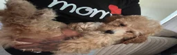 Miniature Poodle dogs for sale: Miniature Poodle 1 - Ad 3
