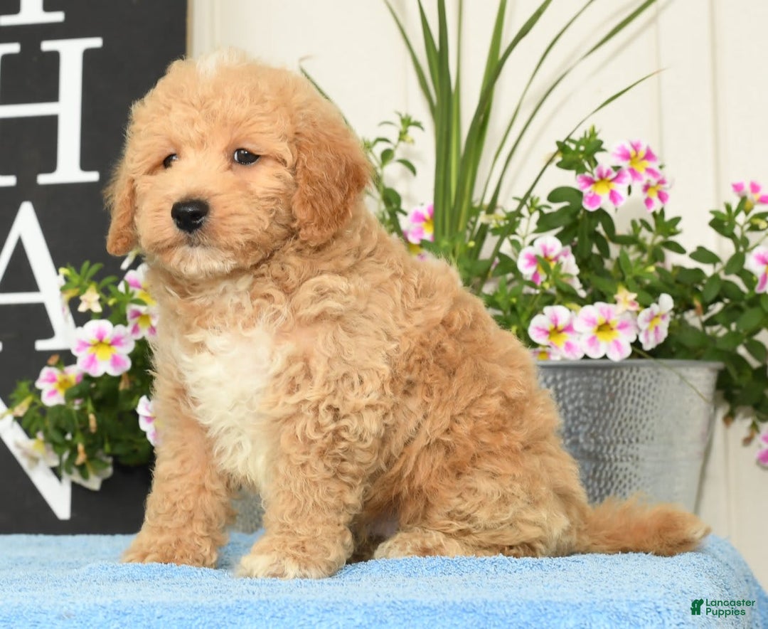 Bichpoo dogs for sale: Shawn - Ad 5