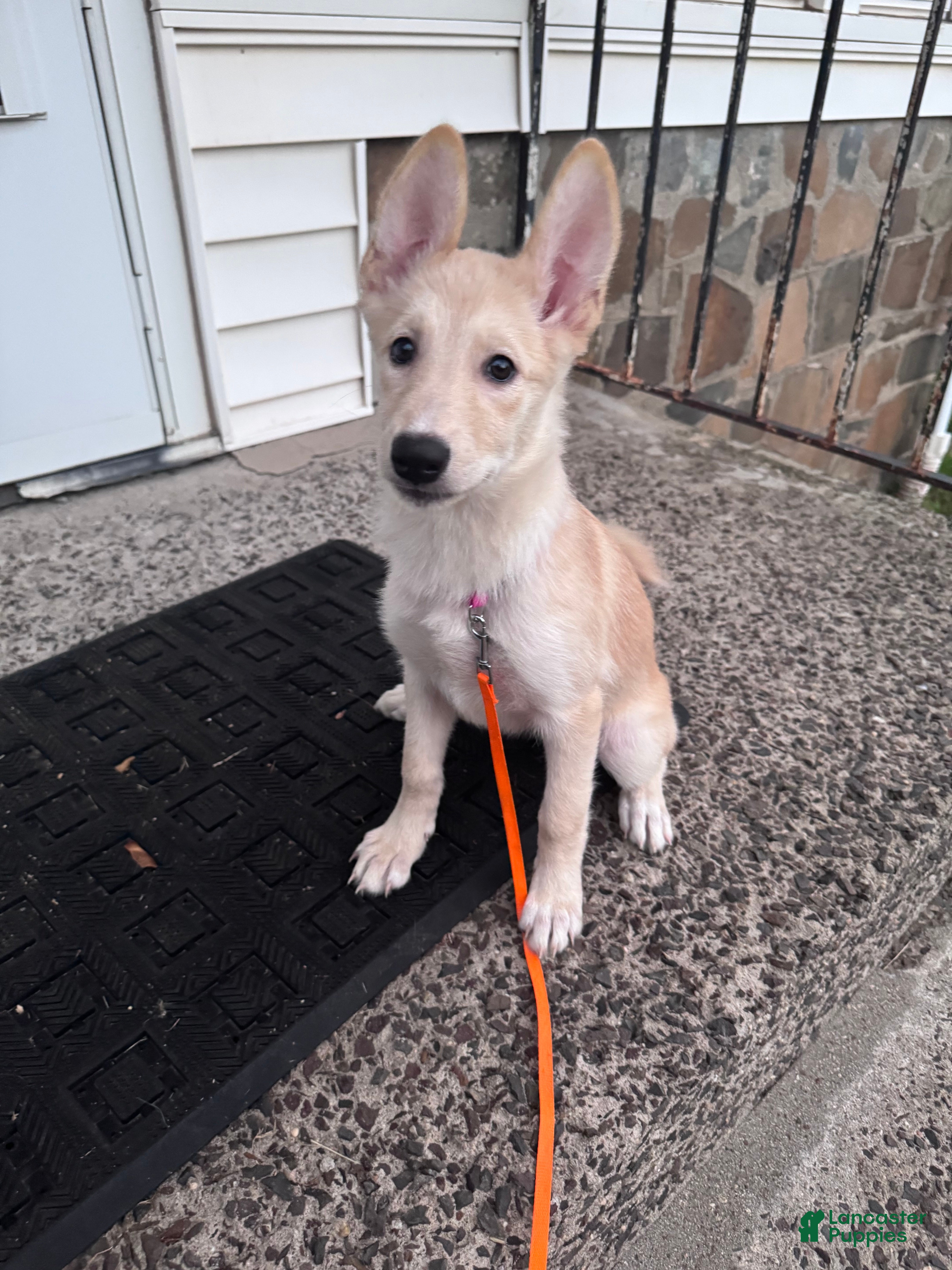 Mixed Breed dogs Teacup - Ad 1