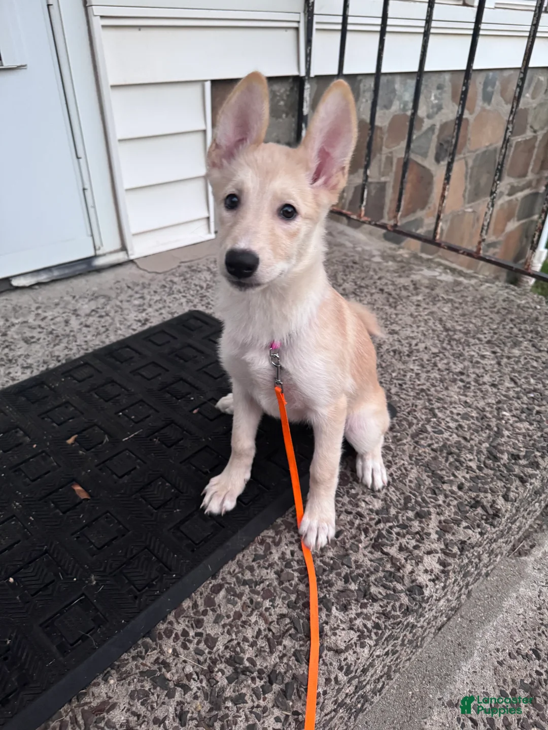 Mixed Breed dogs for sale: Teacup - Ad 1