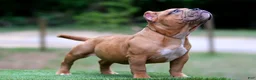 American Bully dogs for sale: Black Fawn Merle Female - Ad 6