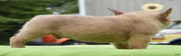 Mixed Breed dogs for sale: Peanut micro puppy  - Ad 9