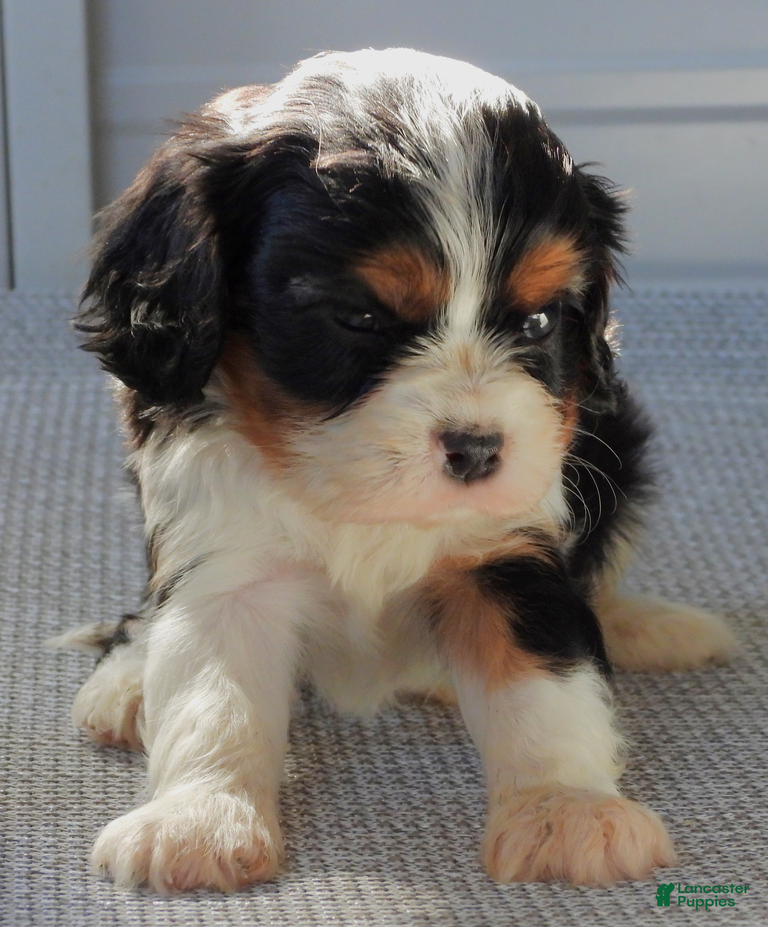 Cavalier King Charles Spaniel dogs Cavalier King Charles Spaniel Puppy 2 - Ad 36