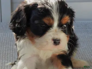 Cavalier King Charles Spaniel dogs Cavalier King Charles Spaniel Puppy 2 - Ad 36