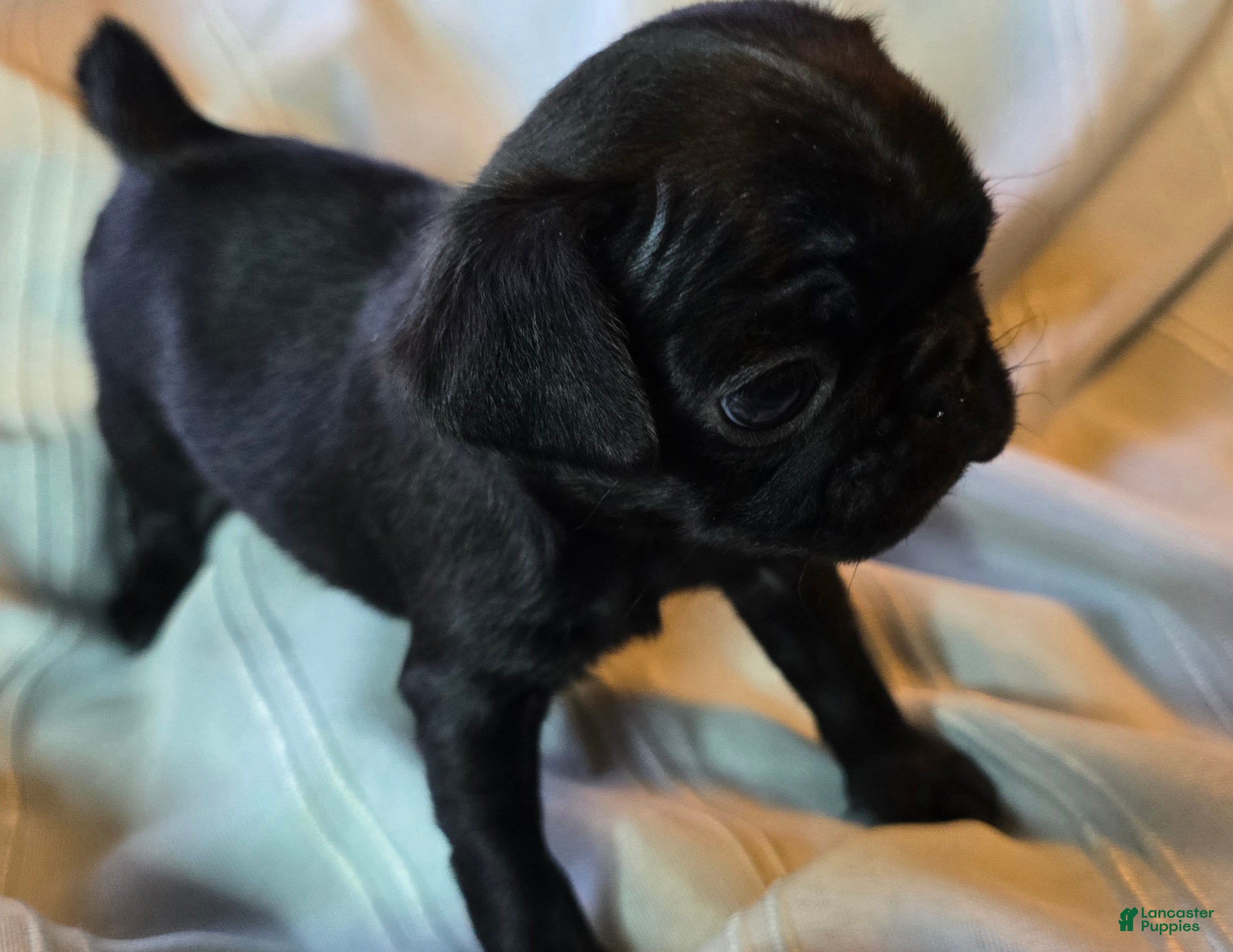 Pug dogs Elton - Ad 6