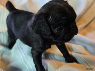 Pug dogs Elton - Ad 4
