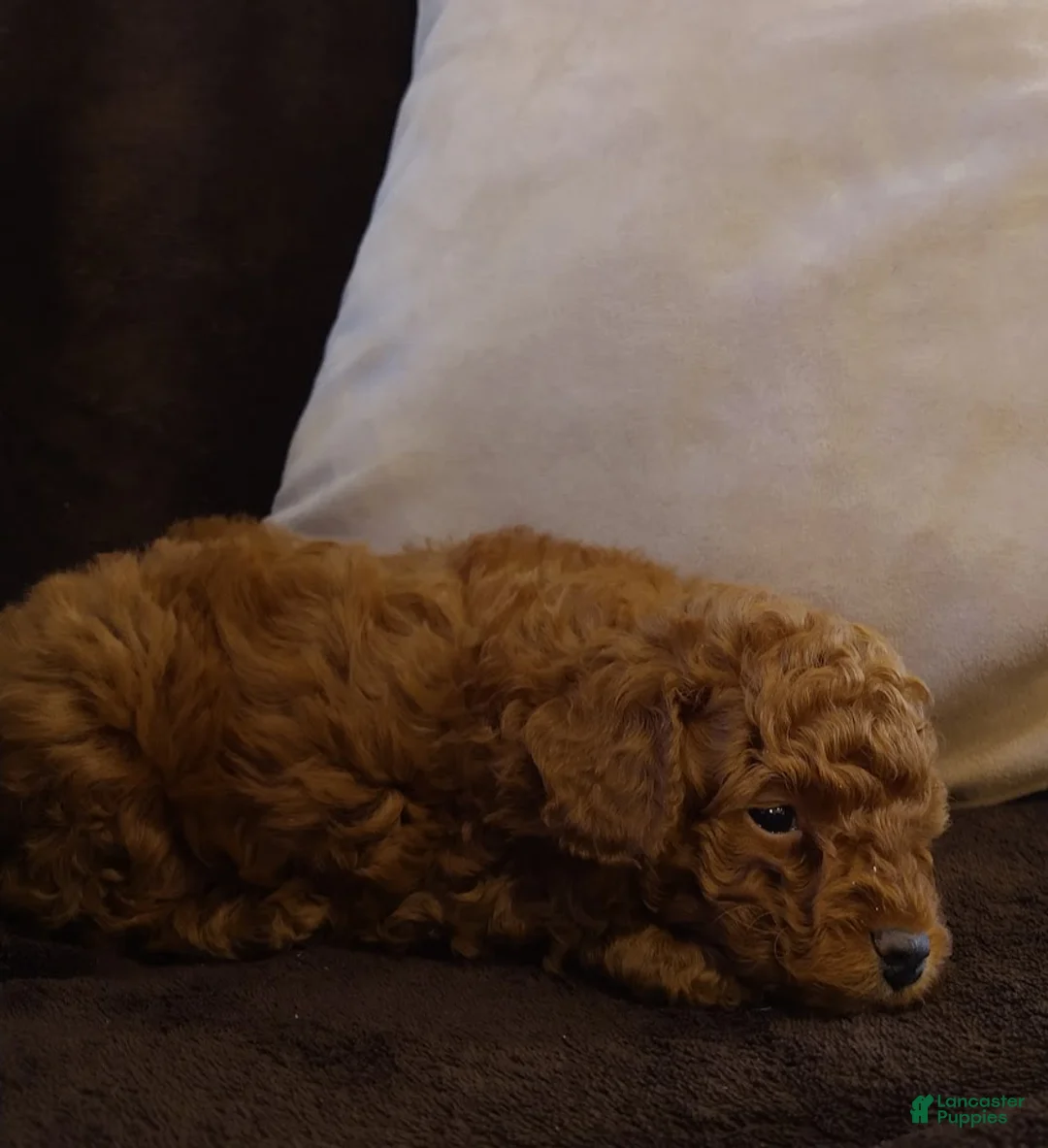 Toy Poodle dogs for sale: Archie - Ad 3