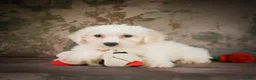 Bichon Frise dogs for sale: Bichon Frise 2 - Ad 5