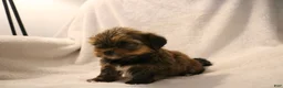 Shorkie dogs for sale: Becca - Ad 6