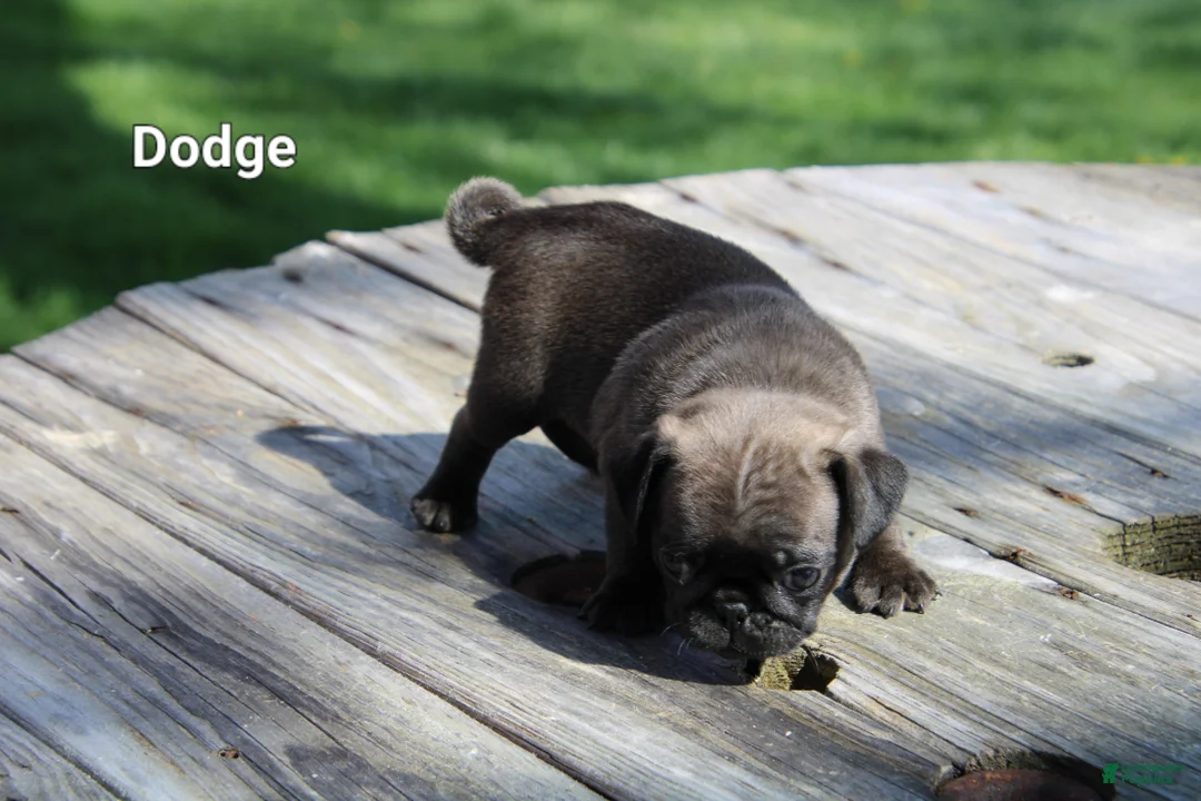 Pug dogs for sale: Dodge - Ad 3