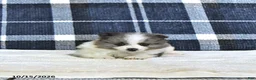 Pomeranian dogs for sale: Jasper - Ad 5