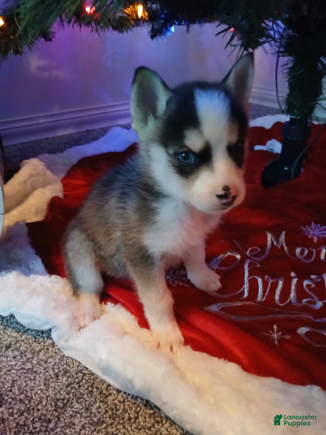 Pomsky dogs for sale: Pomsky Puppy 1 - Ad 2