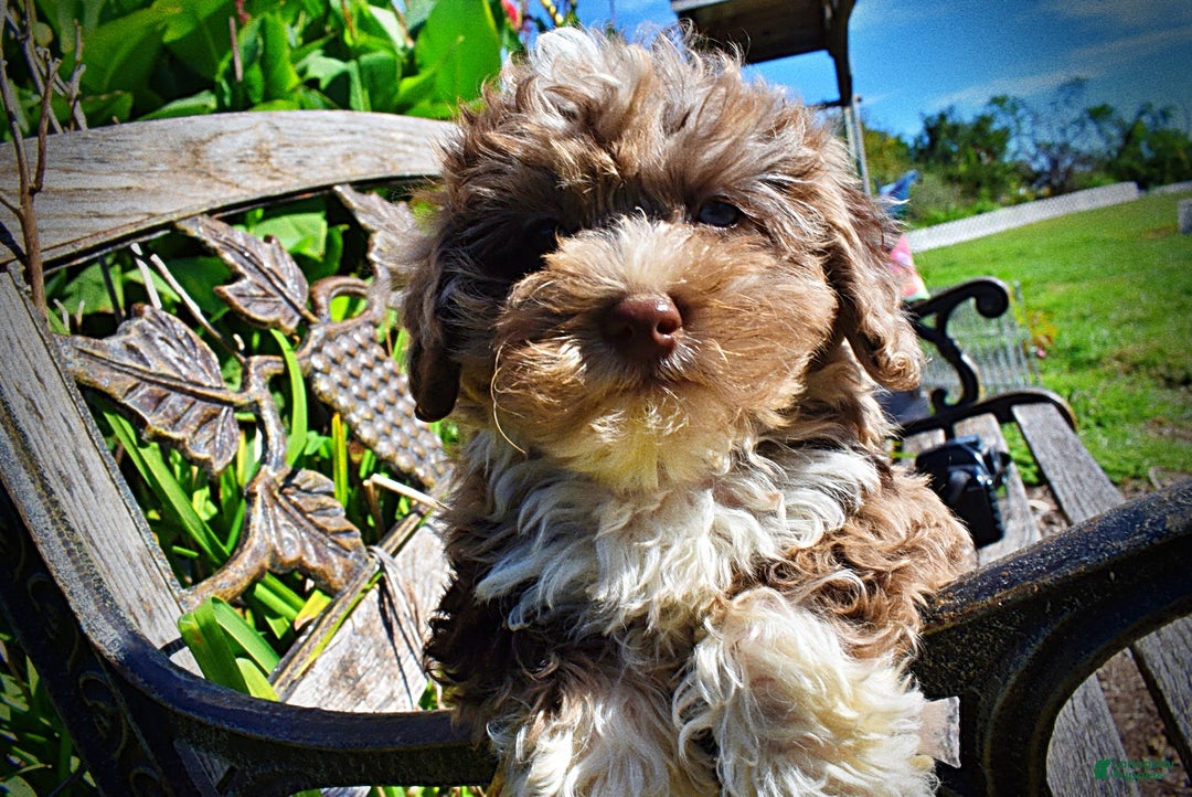 Merle Havapoo Puppies for sale Lancaster Puppies