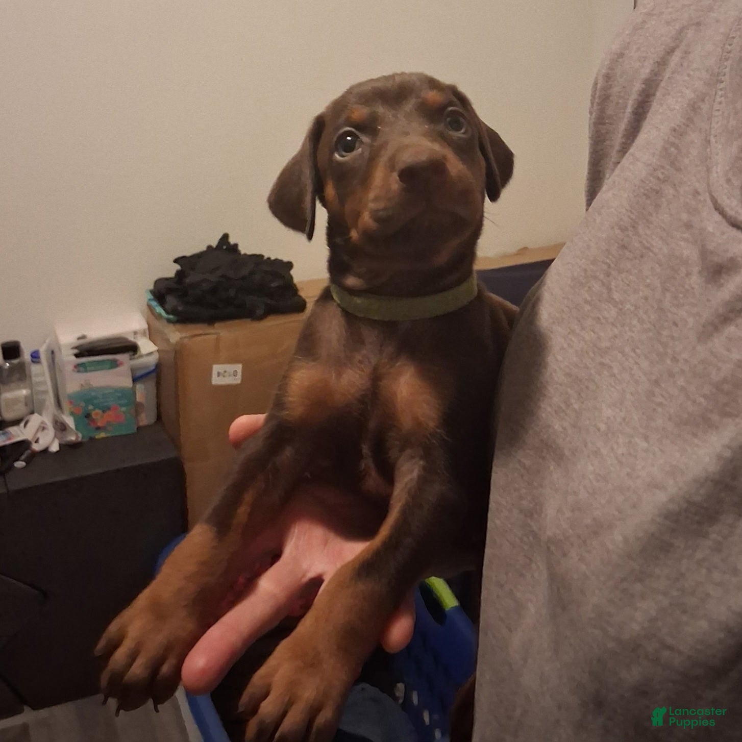 Doberman Pinscher dogs Doberman Pinscher Puppy 3 - Ad 2