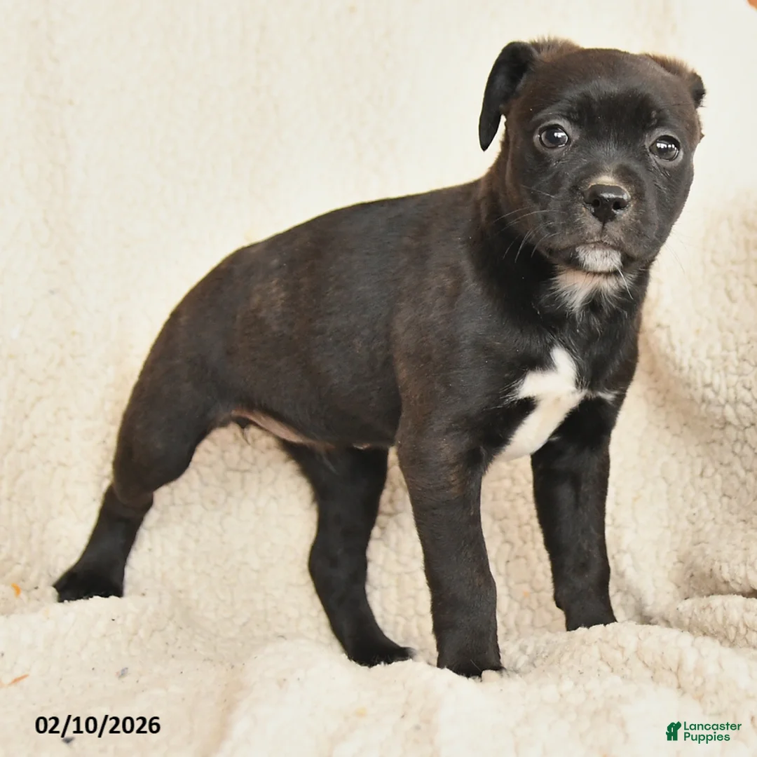 Mixed Breed dogs for sale: Milly - Ad 3