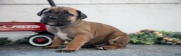 Cane Corso dogs for sale: Stu - Ad 1
