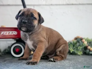 Cane Corso dogs Stu - Ad 19