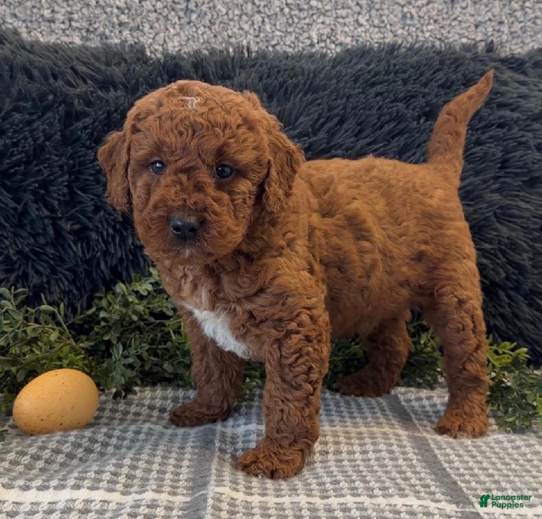 Mini Goldendoodle dogs Jimmy - Ad 1