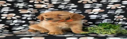 Golden Retriever dogs for sale: Coby - Ad 4
