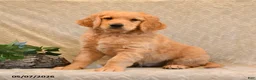 Goldendoodle dogs for sale: Trigger - Ad 1