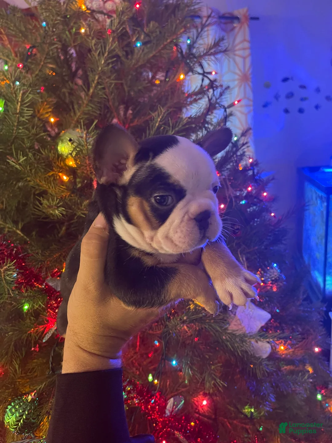 Gallery Image {{count}}