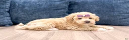 Bichpoo dogs for sale: Zoey - Ad 3