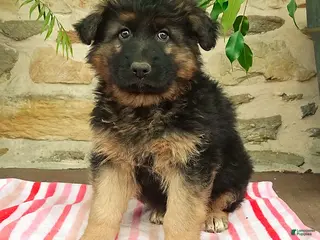 German Shepherd dogs for sale: Samson - Ad 1